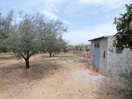 FINCA RUSTICA DE OLIVOS.  CON AGUA photo 0