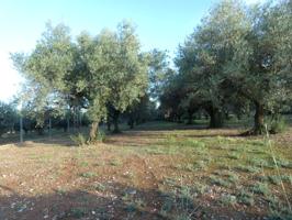 Venta de finca rústica en Peníscola - Peñíscola photo 0