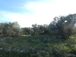 Finca rústica de olivos en Cervera del Maestre photo 0