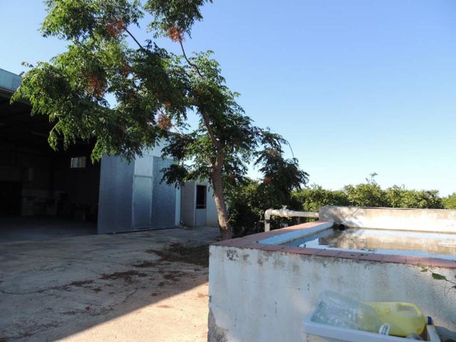 FINCA DE NARANJOS CON DOS ALMACENES. LUZ ELECTRICA Y POZO PROPIO. photo 0