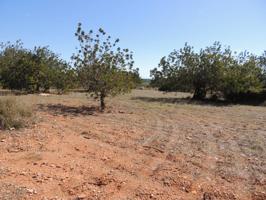 FINCA RUSTICA CON LICENCIA DE OBRAS PARA VIVIENDA photo 0
