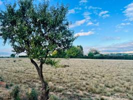 UNA GRAN PARCELA RÚTICA A UN PASO DE VILLENA photo 0