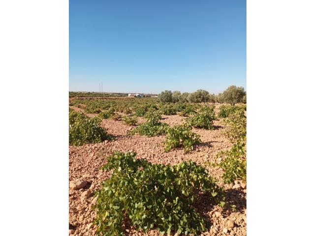 Se vende viñedo photo 0