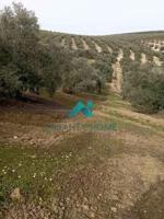 SE VENDE FINCA DE OLIVOS EN LUCENA photo 0