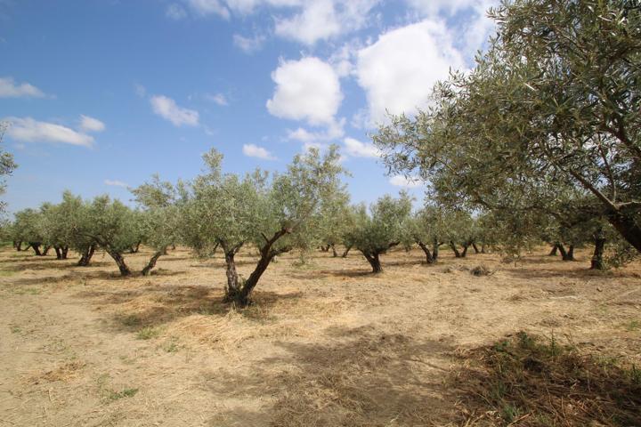 Se Vende Finca de Labor en Camino de las Gabias Chicas photo 0