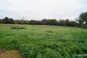 Agrícola En venta en Llucmajor (campo), Llucmajor photo 0