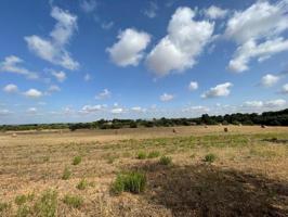 SE VENDE TERRENO RUSTICO EDIFICABLE EN LA ZONA DE CAMPOS-SANTANYÍ photo 0