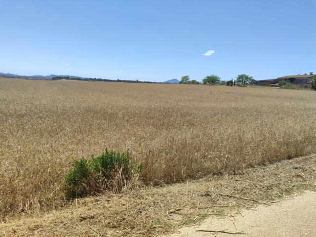 Solar Rural Agrario, en la zona de Villafranca de Bonany. photo 0