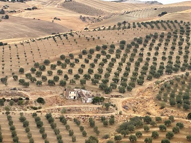 Finca en Alora con casa para reformar photo 0