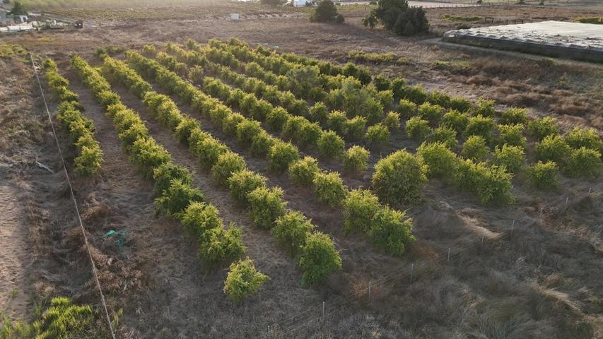 TERRENO ZONA DE CAMINO GILITO photo 0
