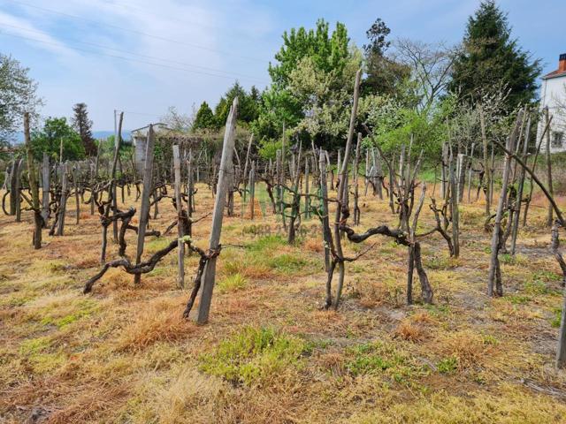 Finca a viñedo próxima a la ciudad photo 0