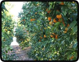 CAMPO DE 24 HANEGADAS DE NARANJAS NAVELINAS photo 0