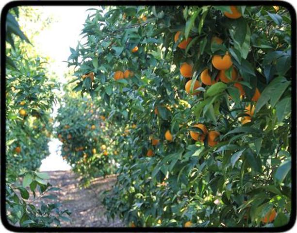 CAMPO DE 24 HANEGADAS DE NARANJAS NAVELINAS photo 0