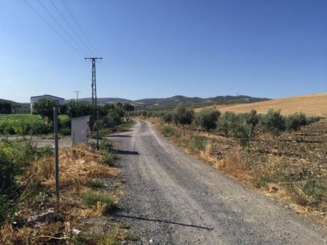 HUERTA DE 2 FANEGAS 5 MIN. DE BAENA, LINDA CARRETERA. POZO, LUZ. photo 0