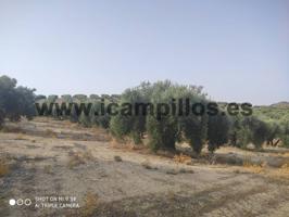 FINCA ENTRE BAENA Y LUQUE photo 0