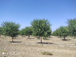 FINCA DE ALMENDROS DE REGADIO photo 0