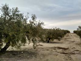 3 FANEGAS DE OLIVAR photo 0