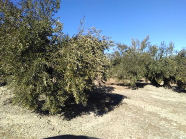 18 FANEGAS DE OLIVAR photo 0