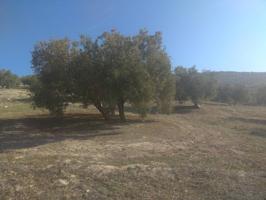 OLIVAR DE 4,5 FANEGAS photo 0