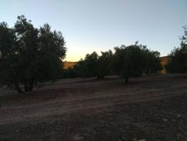 22 FANEGAS DE OLIVAR photo 0