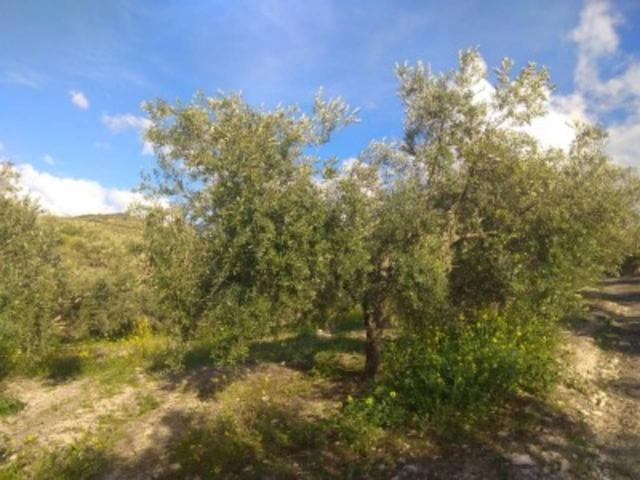 Finca rustica en venta en Baena photo 0