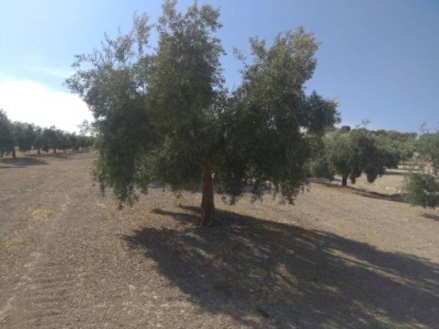 Finca rustica en venta en Baena photo 0