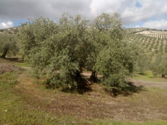 Finca rustica en venta en Bailén photo 0