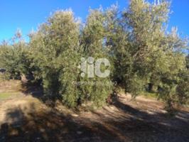 Finca rustica en venta en Baena photo 0