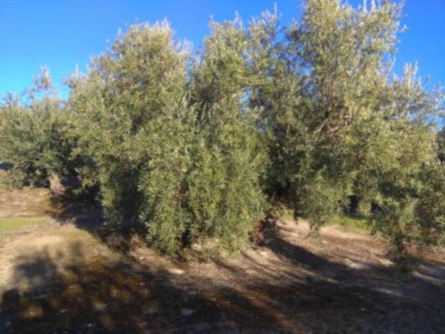 Finca rustica en venta en Baena photo 0