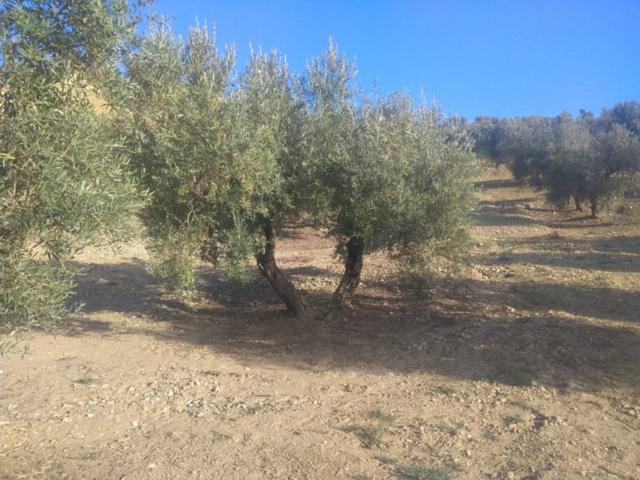 FINCA DE 8 FANEGAS, A PIE DE CARRETERA !!! photo 0