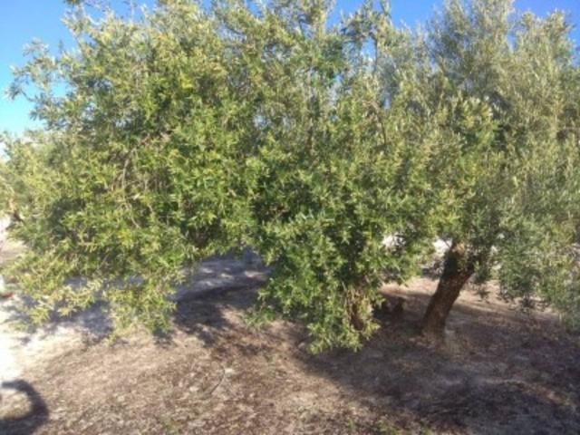 Finca rustica en venta en Baena photo 0