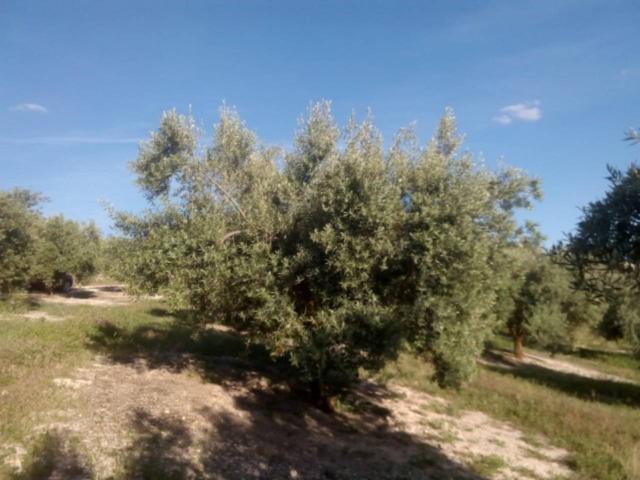 Finca rustica en venta en Baena photo 0