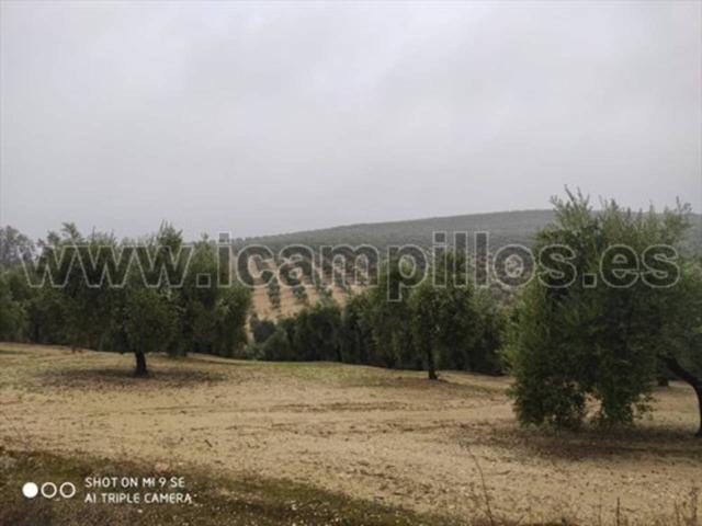 90 FANEGAS OLIVAR 1 PIE photo 0