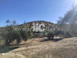 42 FANEGAS OLIVAR TRADICIONAL photo 0