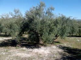 FINCA DE OLIVAR EN EL RUEDO DE BAENA photo 0