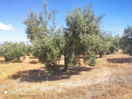 Finca rustica en venta en Doña Mencía photo 0