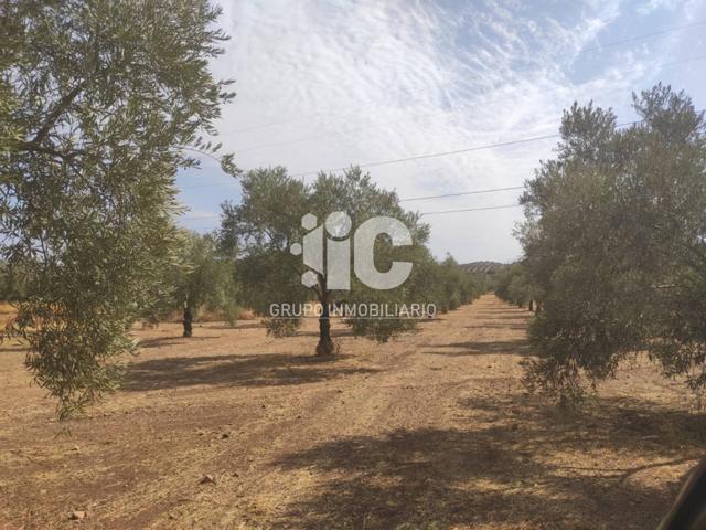 OLIVAR DE 21 FANEGAS HOJIBLANCO photo 0