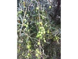 9,5 FANEGAS DE OLIVAR photo 0