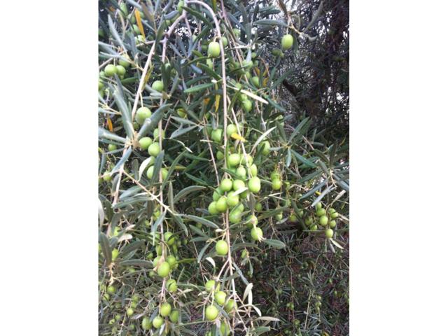 9,5 FANEGAS DE OLIVAR photo 0