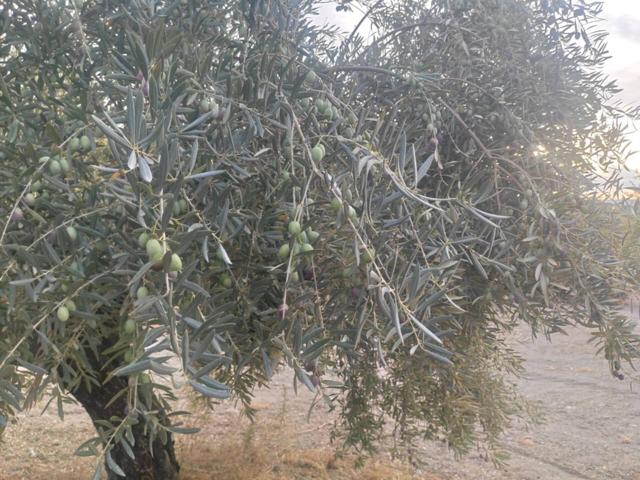 PARCELA DE OLIVAR EN LA SIERRA photo 0