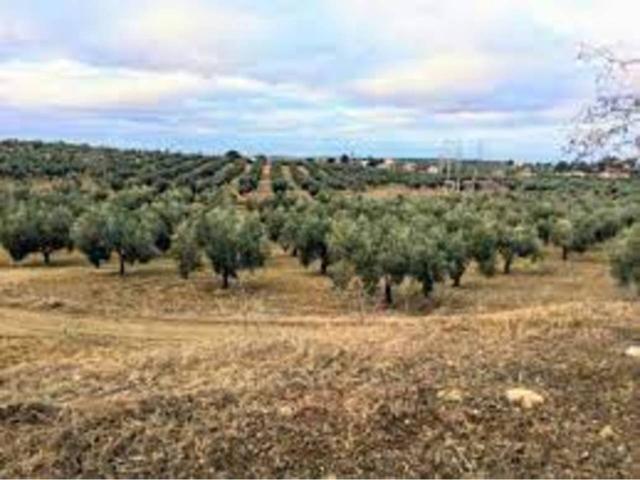 GRAN FINCA DE OLIVAR photo 0