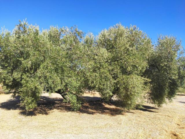 ESTUPENDA FINCA DE OLIVAR photo 0