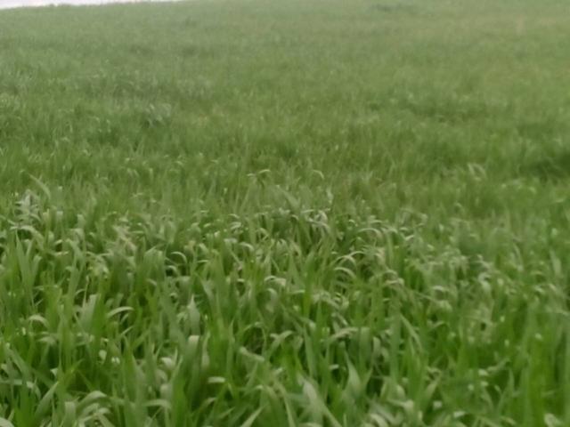 171 HECTAREAS DE TIERRA CALMA photo 0