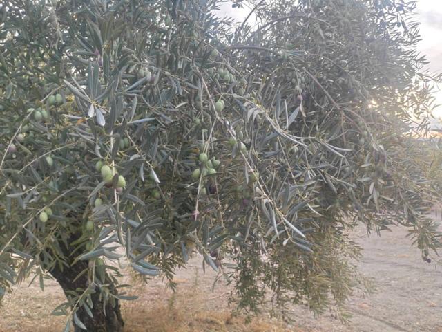 1,5 FANEGAS DE OLIVAR MARTEÑO photo 0