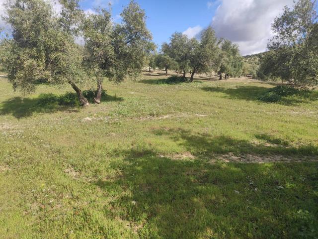 PARCELA DE OLIVAR DE 1,5 FANEGAS photo 0