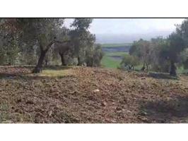7 FANEGAS DE OLIVAR photo 0