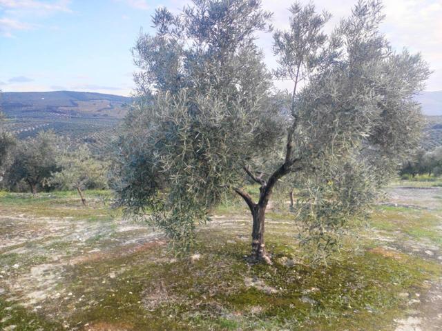 5 Fanegas de Olivar Joven photo 0