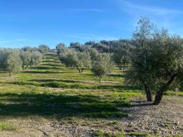 5 HECTAREAS DE OLIVAR MARTEÑO photo 0