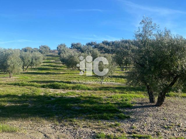 5 HECTAREAS DE OLIVAR MARTEÑO photo 0