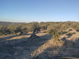 11 FANEGAS DE OLIVAR TRADICIONAL photo 0